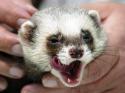 28339_3Fred-Ferret.