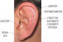 37985_ear2.