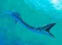 48698_Plesiosaurus.