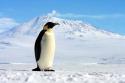 49794_pingvin-01-a.