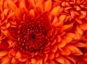 67488_Chrysanthemum.