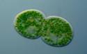 70702_Chlorella_1463487c.