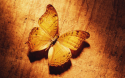 74413_yellow-butterfly-animal-600x375.