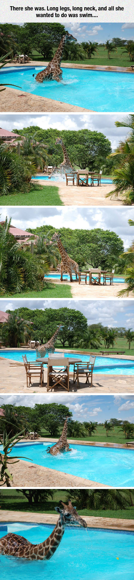 25533_cool-giraffe-swimming-water-pool.jpg