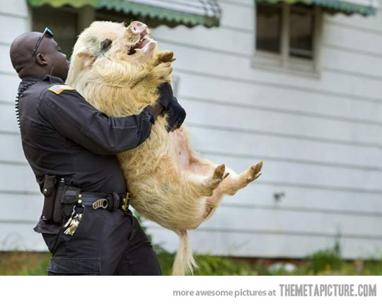 43259_funny-pig-police-carrying.jpg